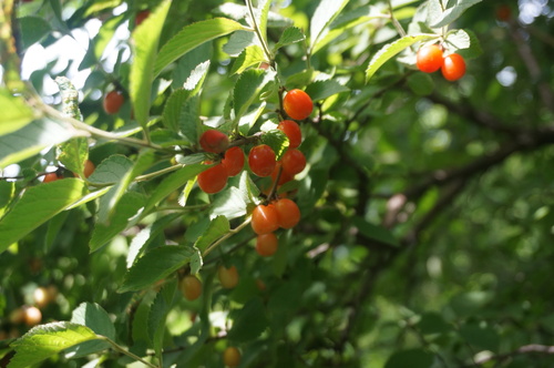 Cerasus tomentosa — photo