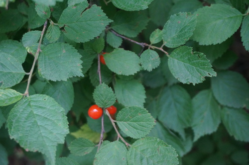 Cerasus tomentosa — photo