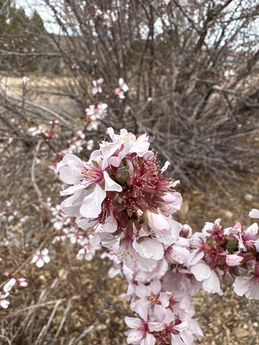 Cerasus tomentosa