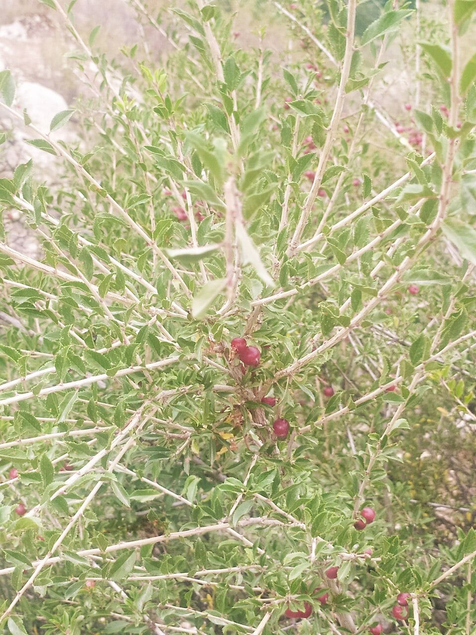 Cerasus verrucosa