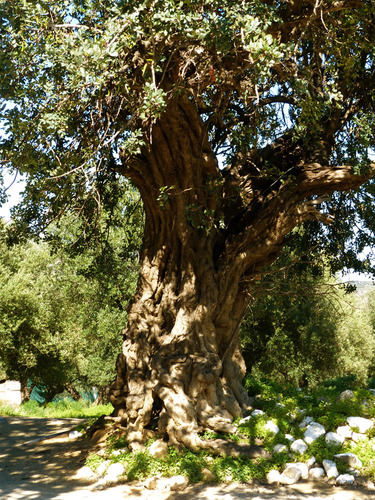 Ceratonia siliqua (Carob) — photo