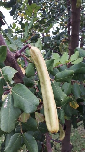 Ceratonia siliqua (Carob) — photo