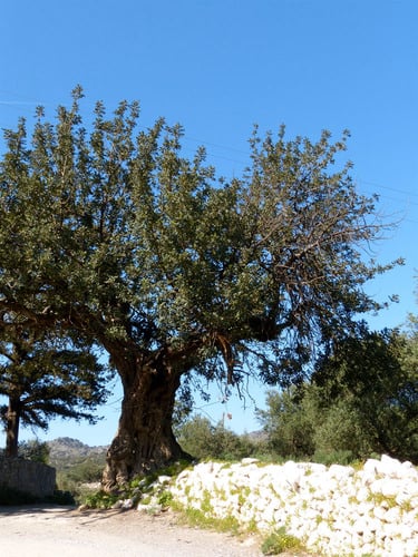 Ceratonia siliqua