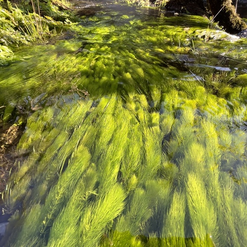 Ceratophyllum demersum (Hornwort) — photo