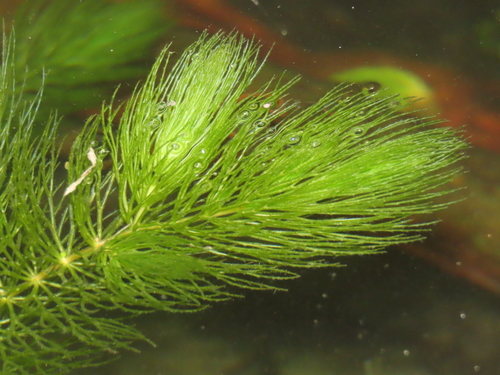 Ceratophyllaceae