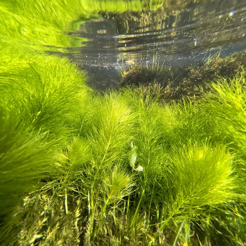 Ceratophyllum demersum (Hornwort) — photo