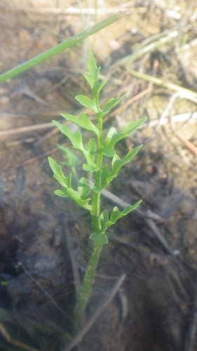 Ceratopteris cornuta