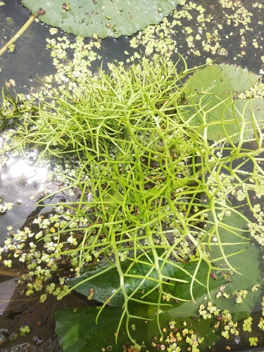 Ceratopteris cornuta (Water fern) — photo