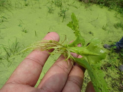 Ceratopteris pteridoides (Floating fern) — photo
