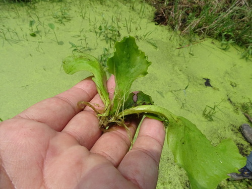 Ceratopteris pteridoides (Floating fern) — photo
