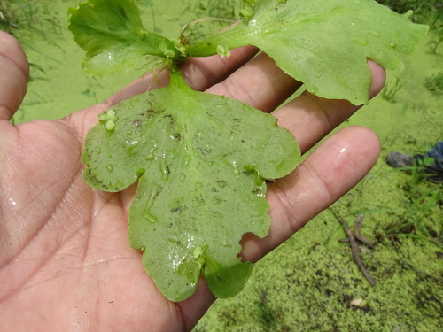 Ceratopteris pteridoides