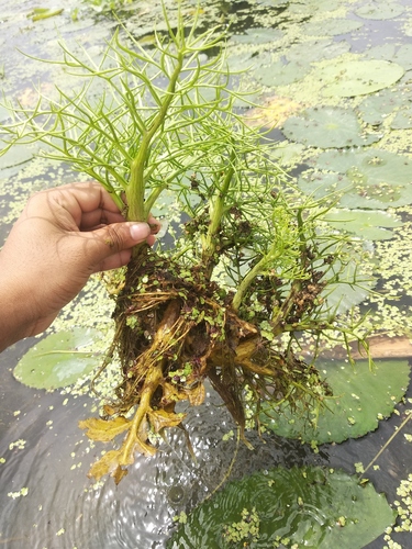 Ceratopteris thalictroides (Swamp fern) — photo