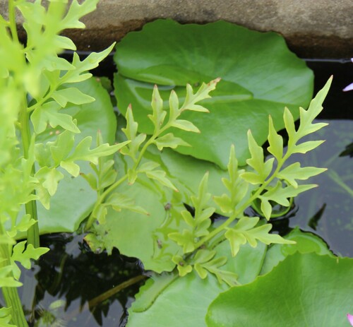 Ceratopteris thalictroides
