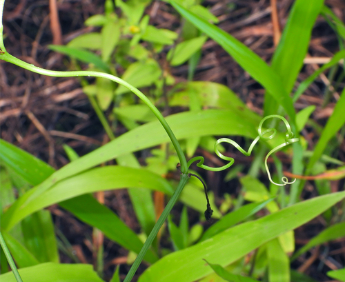 Ceratosanthes palmata — photo