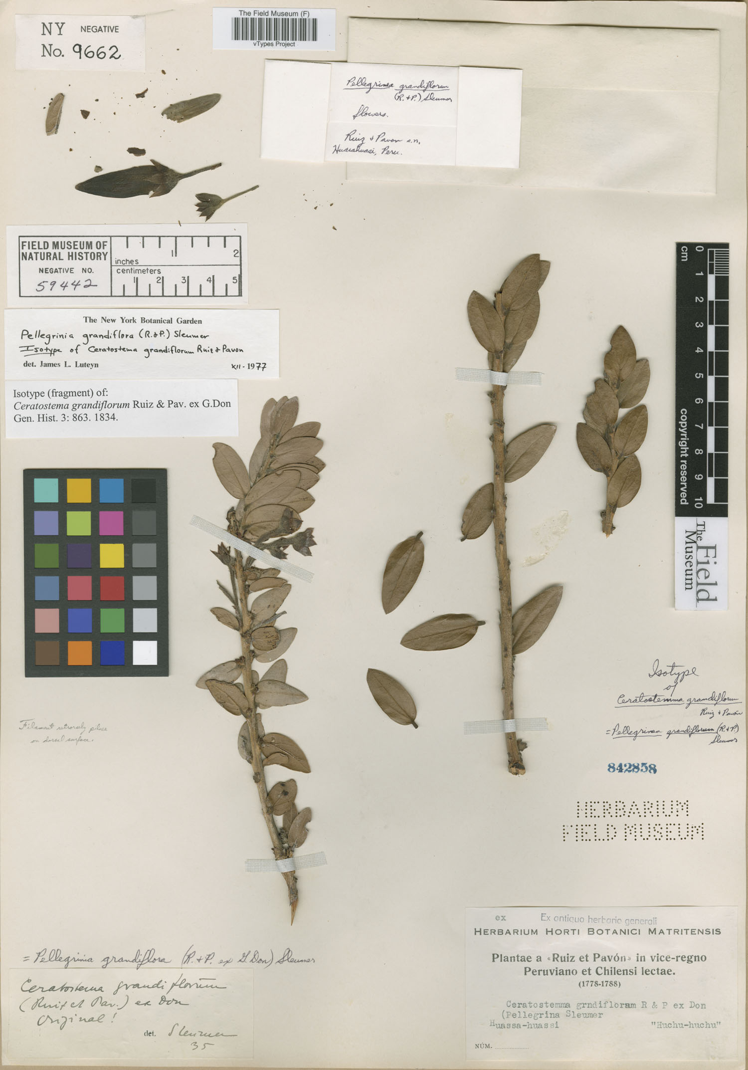 Ceratostema grandiflorum — photo
