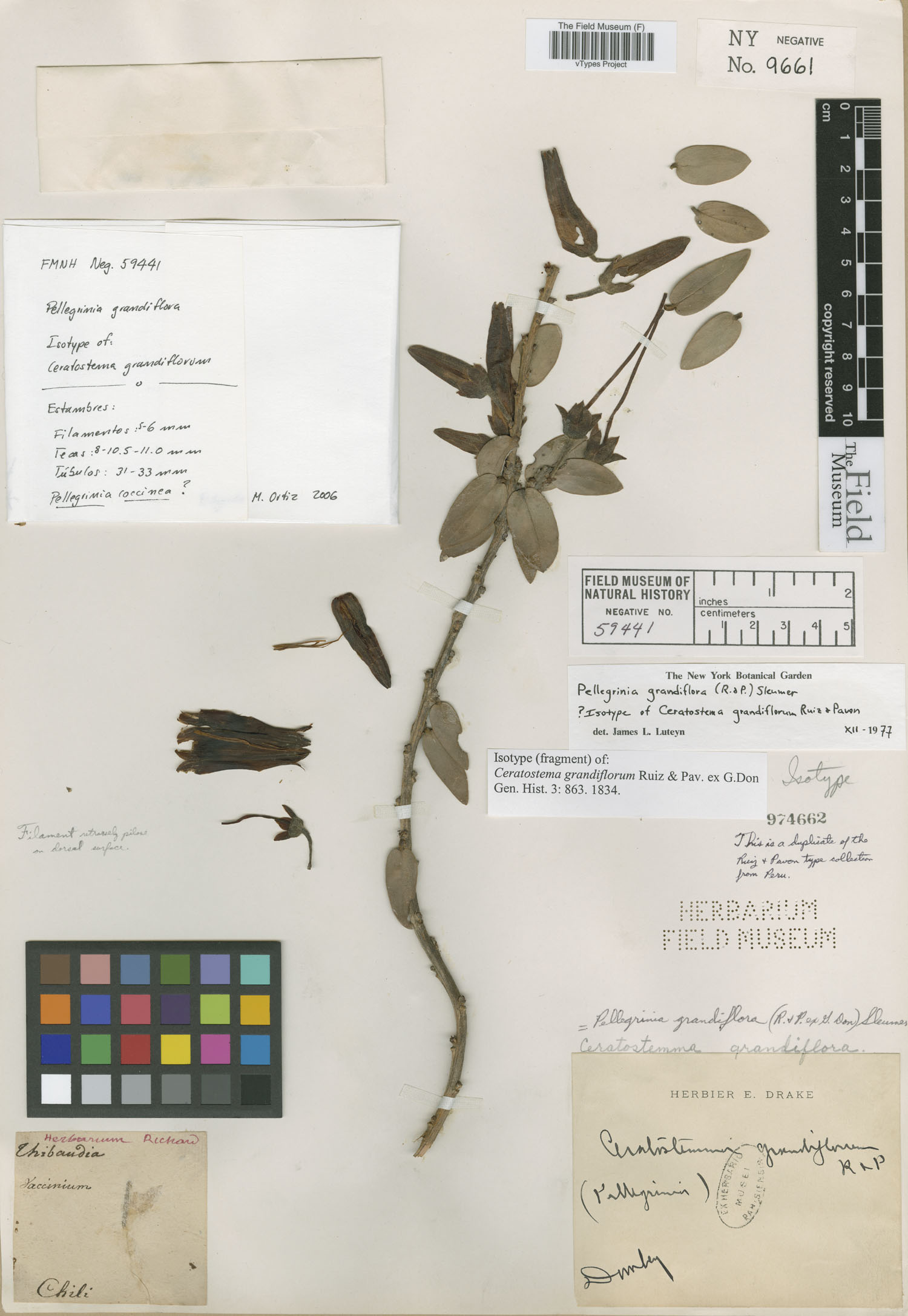 Ceratostema grandiflorum — photo