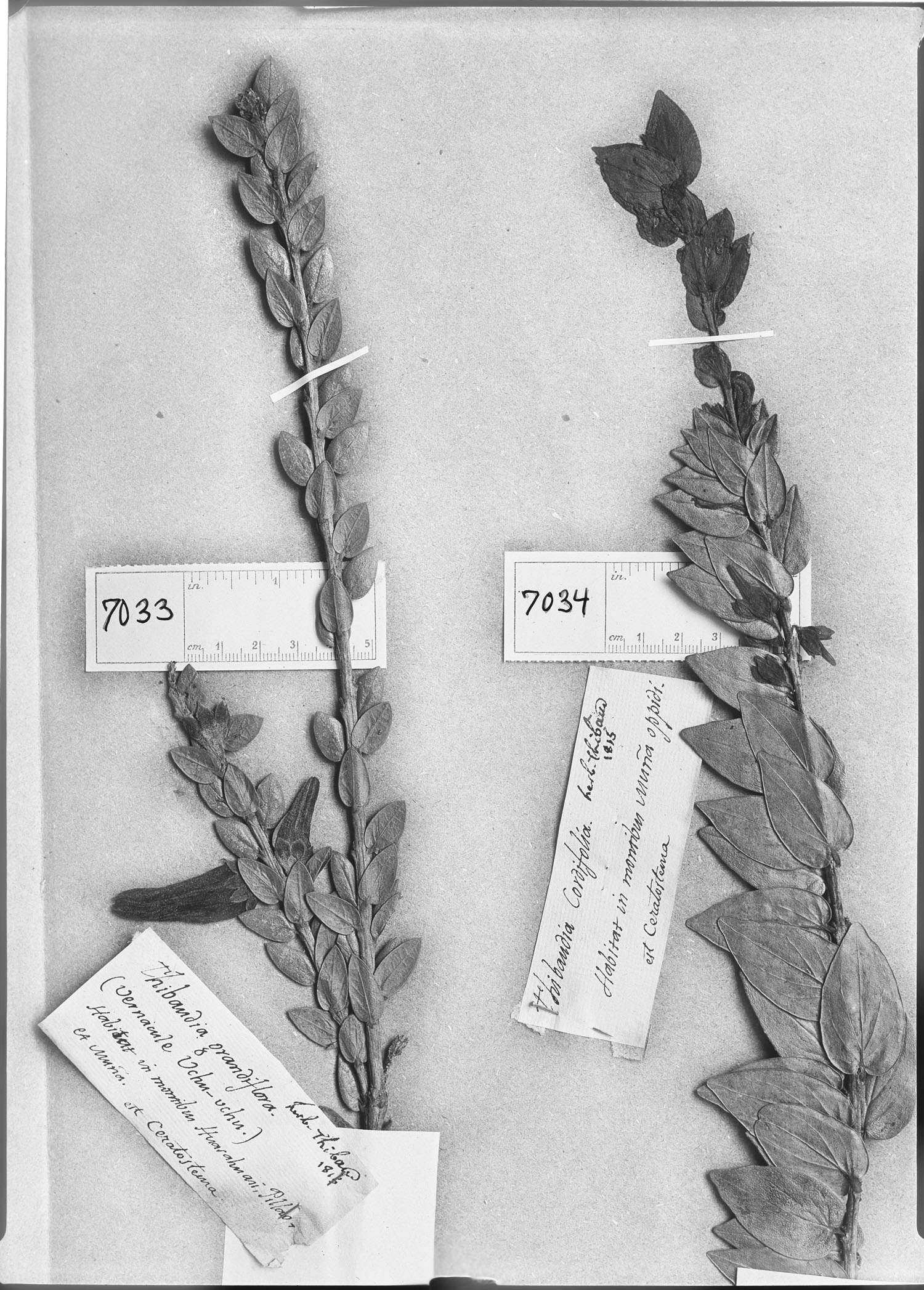 Ceratostema grandiflorum