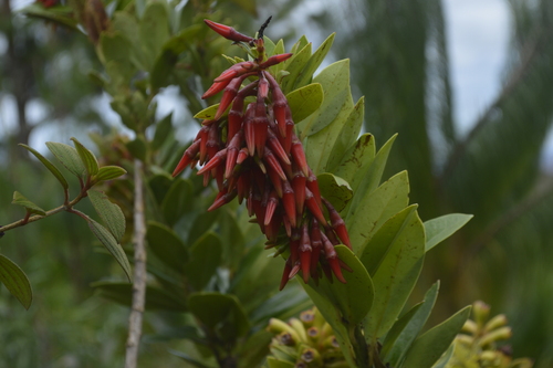 Ceratostema loranthiflorum (Joyapa) — photo