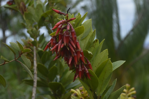 Ceratostema loranthiflorum (Joyapa) — photo