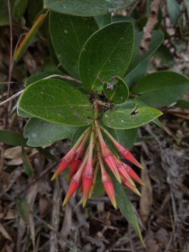 Ceratostema loranthiflorum