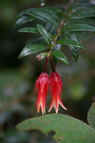 Ceratostema oellgaardii (Joyapa) — photo