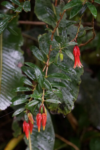Ceratostema oellgaardii (Joyapa) — photo