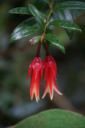 Ceratostema oellgaardii