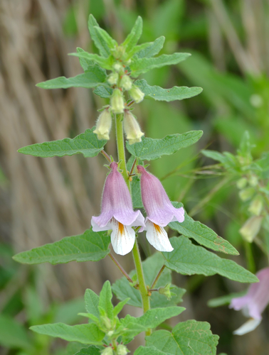 Ceratotheca sesamoides (False sesame) — photo
