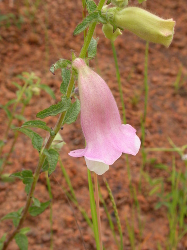 Ceratotheca sesamoides (False sesame) — photo