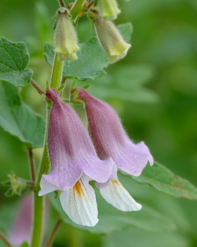 Pedaliaceae