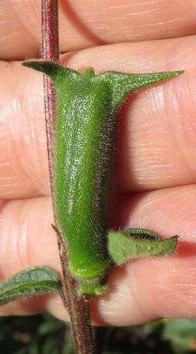 Ceratotheca triloba (African foxglove) — photo