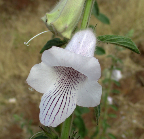 Ceratotheca triloba (African foxglove) — photo
