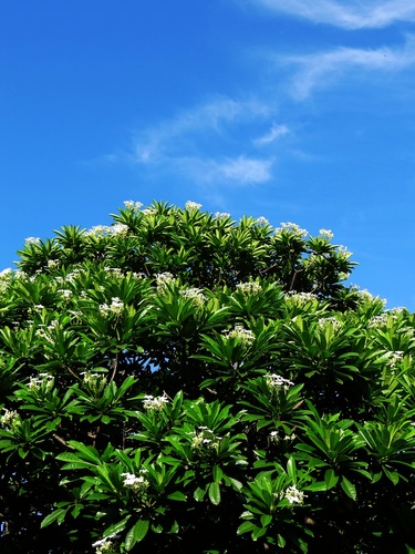 Cerbera manghas (Sea Mango) — photo