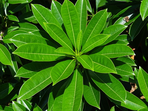 Cerbera manghas (Sea Mango) — photo