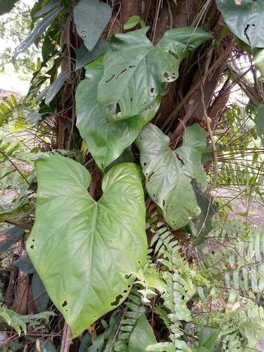 Cercestis mirabilis