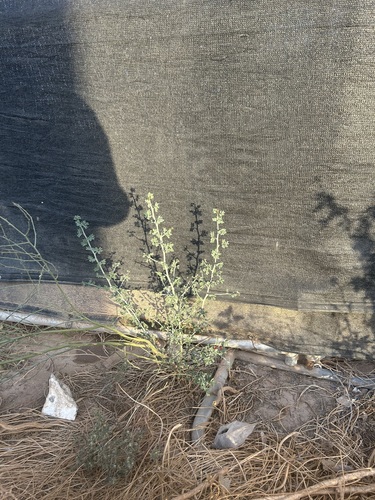Cercidium floridum (Blue palo verde) — photo
