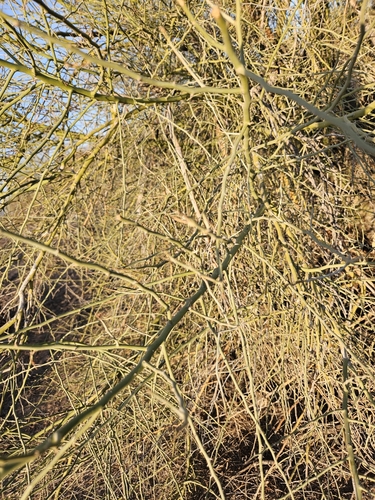 Cercidium floridum (Blue palo verde) — photo