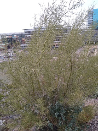 Cercidium microphyllum (Foothill palo verde) — photo
