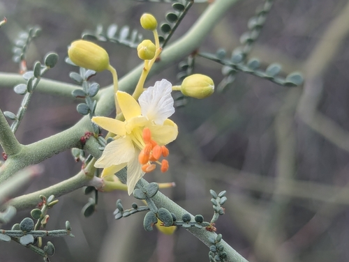 Cercidium microphyllum (Foothill palo verde) — photo