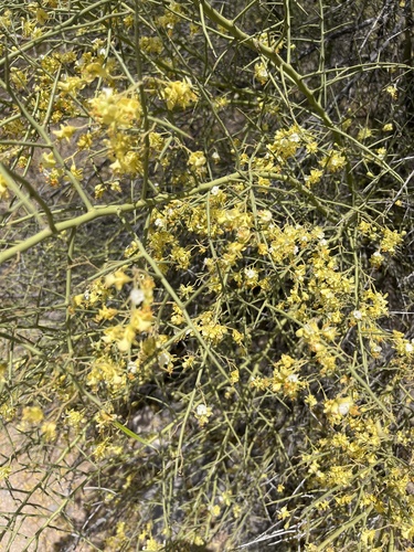 Cercidium microphyllum