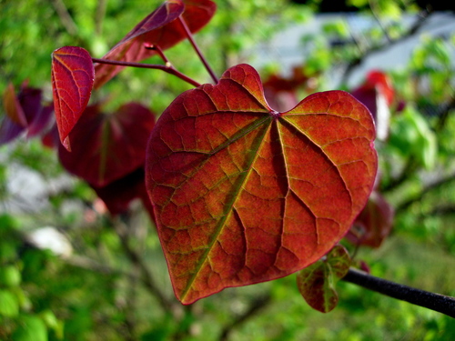 Cercis canadensis (Redbud) — photo