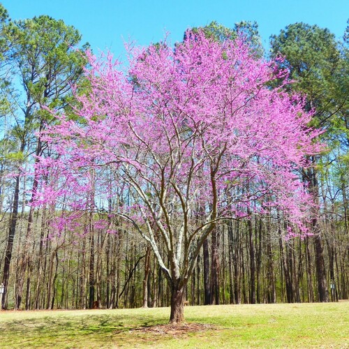 Cercis canadensis