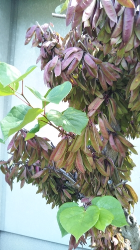 Cercis chinensis (Chinese redbud) — photo