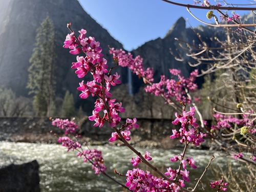 Cercis occidentalis (California redbud) — photo