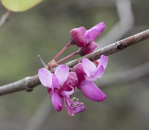 Cercis occidentalis (California redbud) — photo