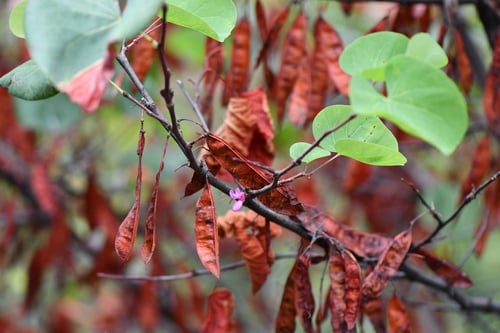 Cercis siliquastrum (Judas tree) — photo