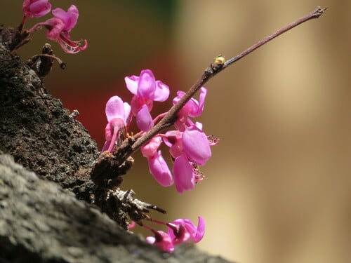 Cercis siliquastrum (Judas tree) — photo
