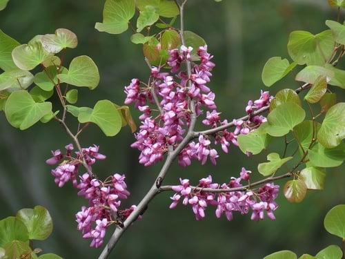 Cercis siliquastrum