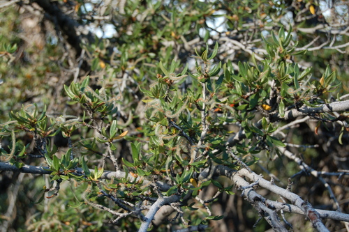 Cercocarpus ledifolius (Mountain mahogany) — photo