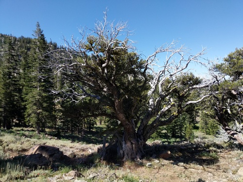 Cercocarpus ledifolius (Mountain mahogany) — photo